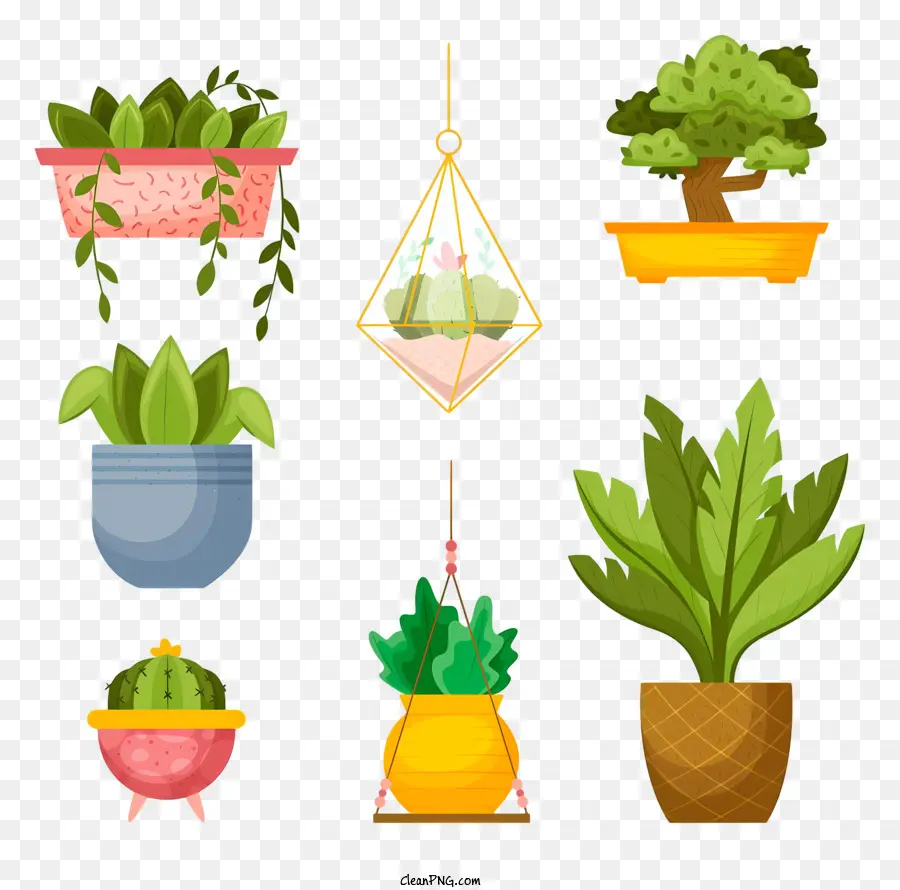 hanging plants plant pots colorful plants different shapes and sizes bright colors