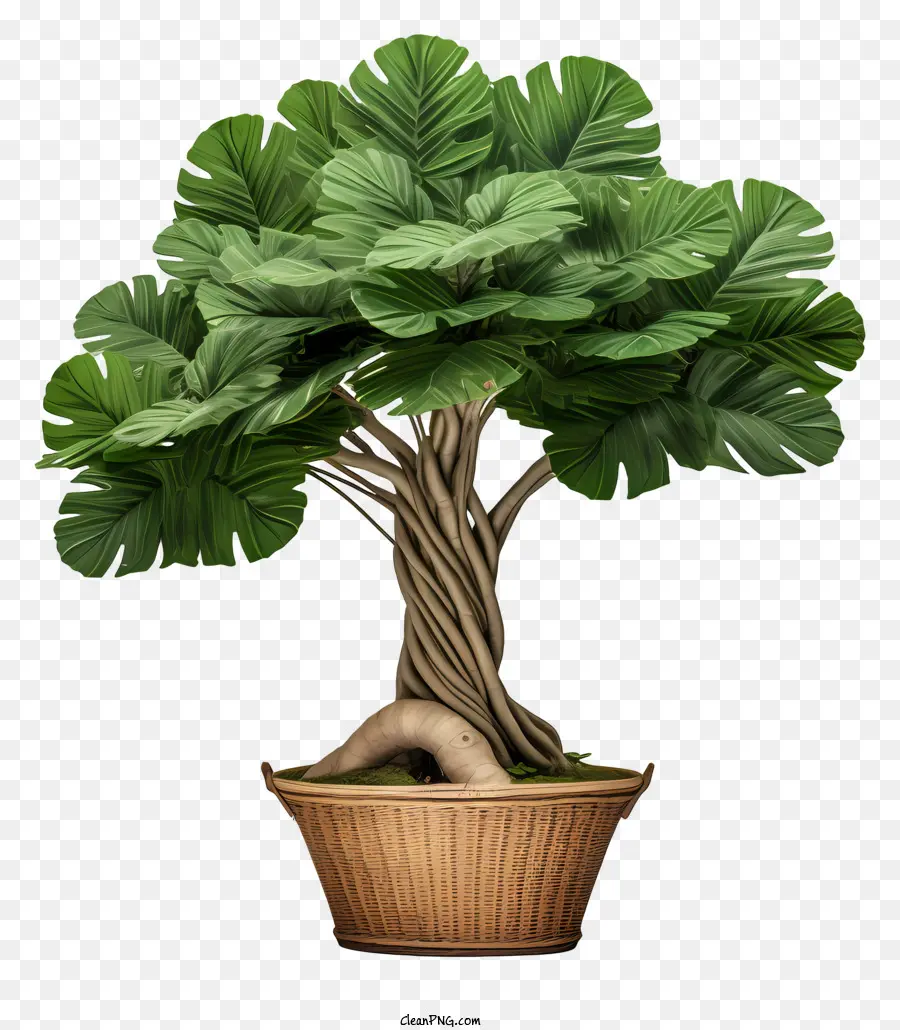 albero bonsai - Albero bonsai in pentola con foglie simili a felci