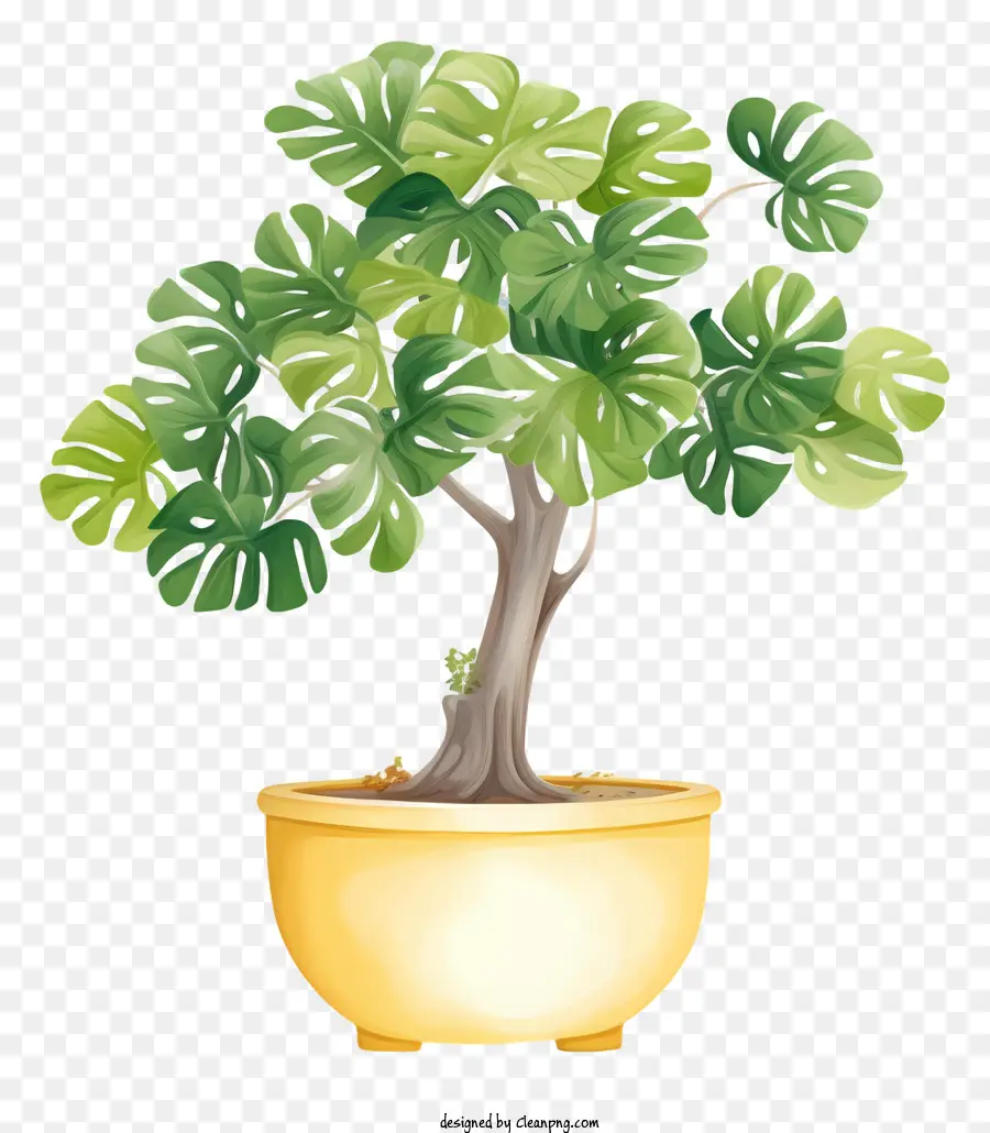 cây bonsai - Cây cây cảnh trong chậu màu vàng trên nền đen