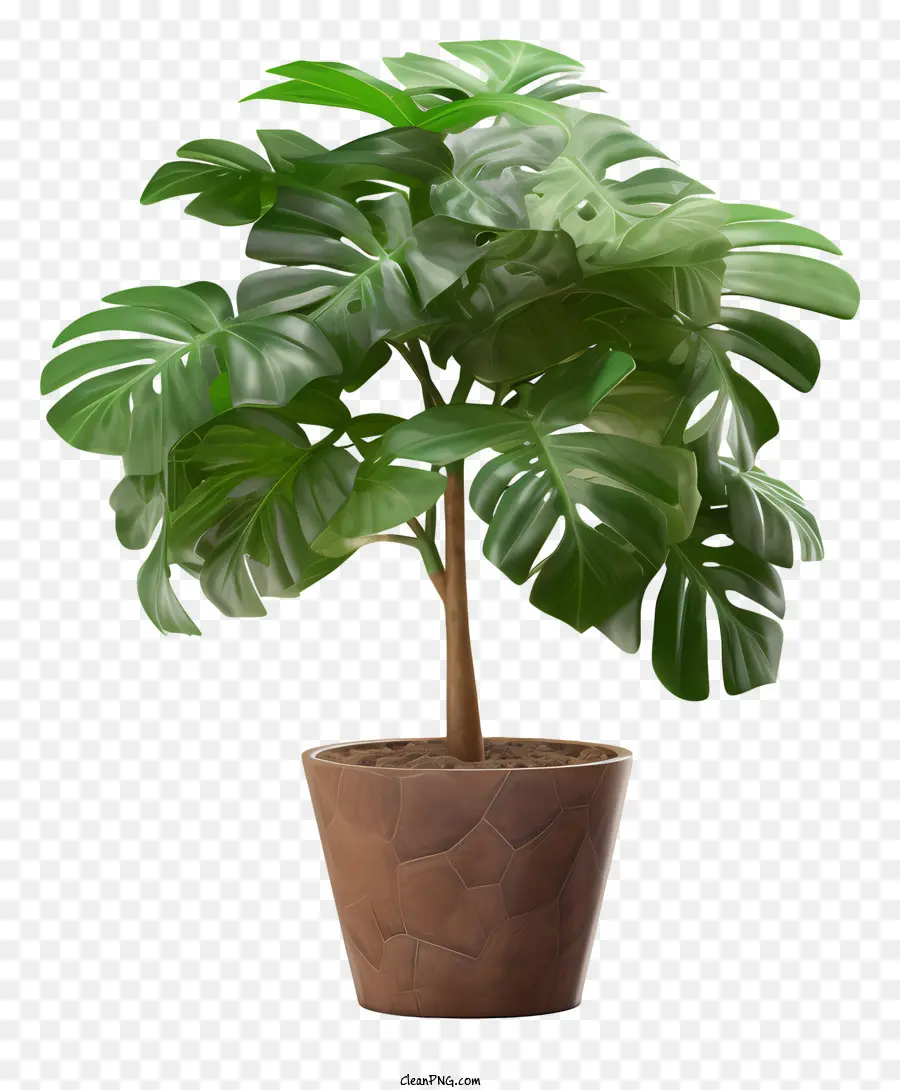 large potted plant brown plant green leaves long leaves small round leaves