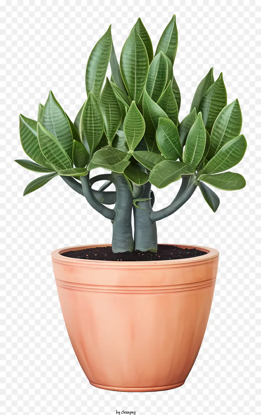 Piccole foglie di vede in vaso foglie a forma di ventola gambo vibrante di pianta sana - Pianta in vaso vibrante con foglie sottili e verdi