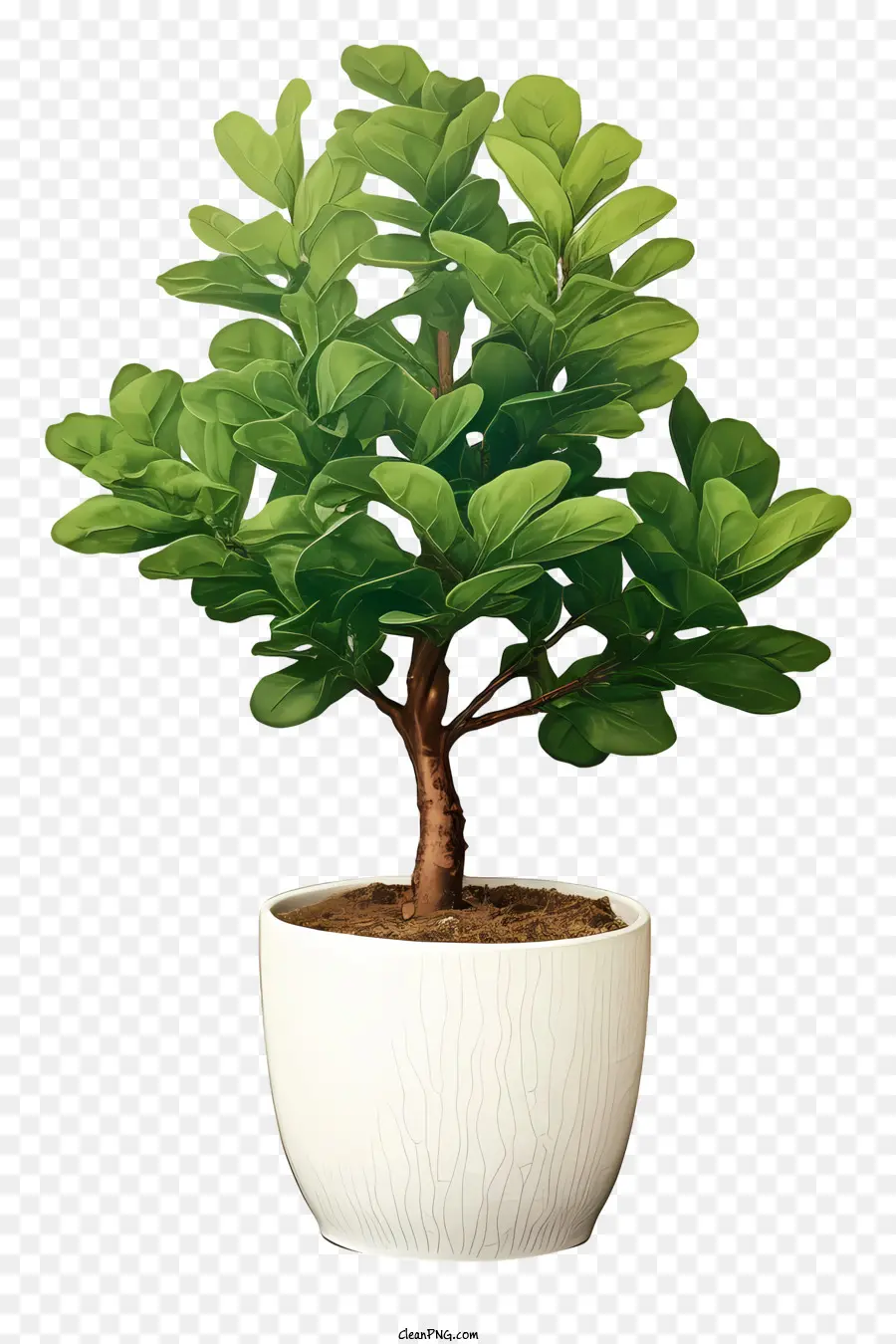 cây bonsai - Cây cây cảnh nhỏ trong nồi trắng, sắp xếp không đối xứng