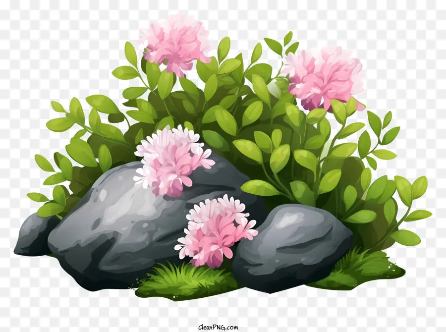 fiore rosa - Fiore rosa con erba verde e rocce