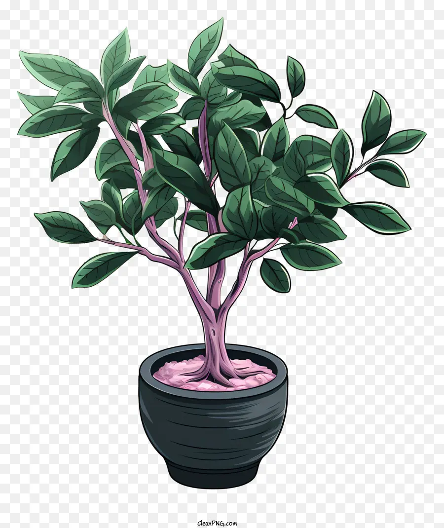 Pflanze mit rosa blattgrünen Blättern rosafarbene Stielklumpelblätter gerade Stiel - Rosa Blattpflanze mit grünen Blättern und gekräuselten Stiel