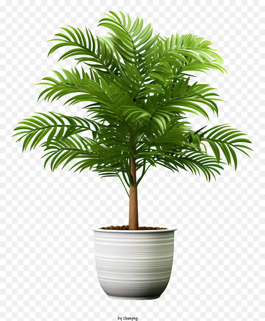 Palme - Grüne Palme im weißen Topf mit schwarzem Hintergrund