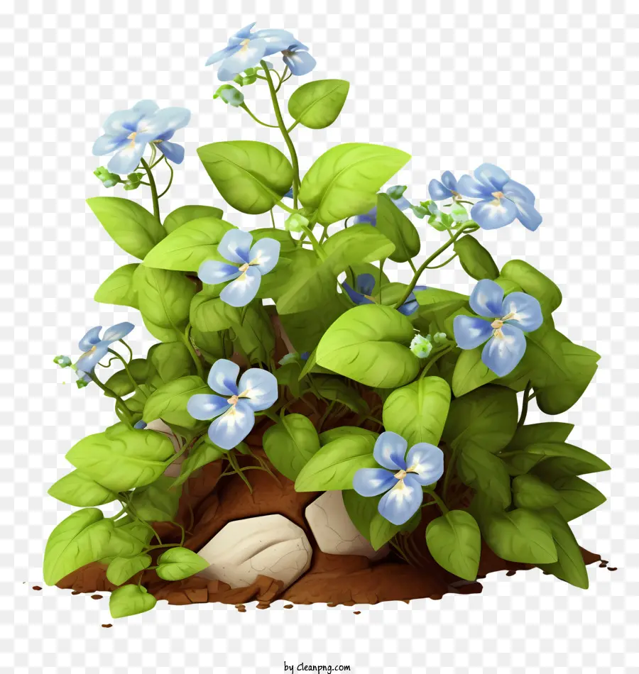 flowers blue flowers full bloom flowers green leaves stems