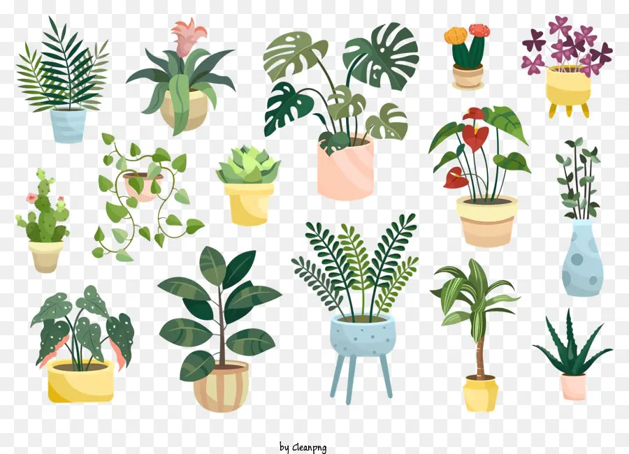 Topfpflanzen Sammlung von Pflanzen unterschiedliche Größen unterschiedliche Formen verschiedene Farben - Sammlung verschiedener Topfpflanzen für verschiedene Verwendungen