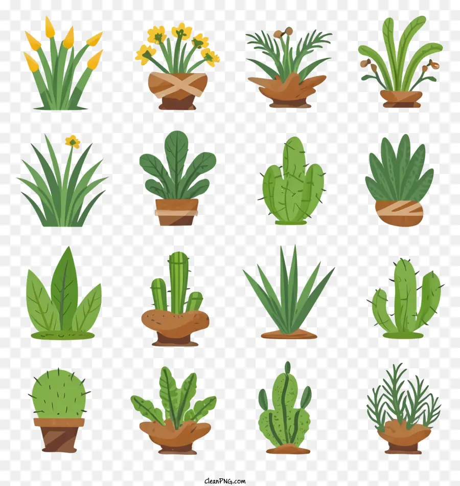 plants cacti succulents pots ground