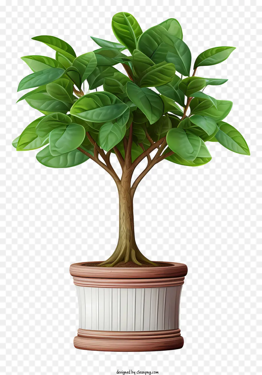 Bonsai pflanzte pflanzte Pflanze grüne Blätter brauner Boden feuchter Boden - Bonsai -Pflanze im Keramik -Topf, kein Wachstum
