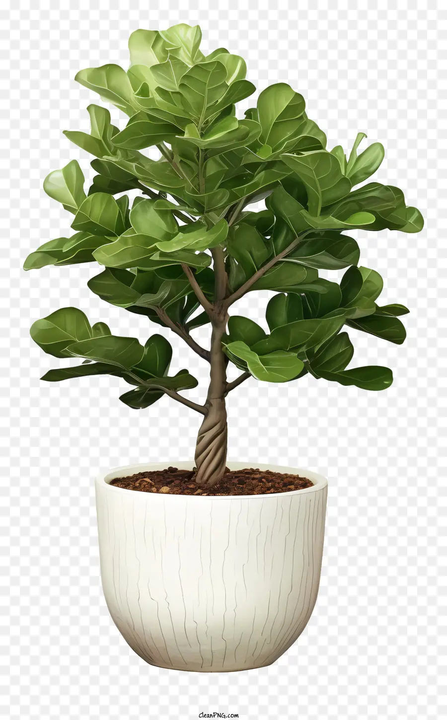 bonsai Baum - Bonsai -Pflanze im weißen Topf auf schwarzem Hintergrund