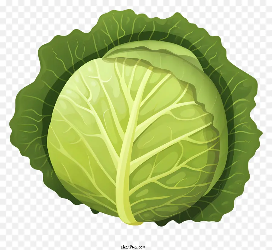 cabbage leafy greens thick leaves green color firm stalk