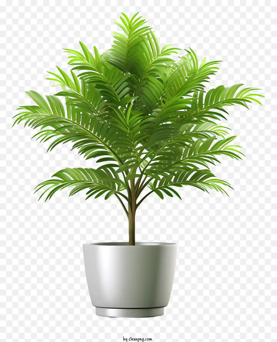 albero di palma - Palma in vaso su sfondo nero con pentola in ceramica bianca