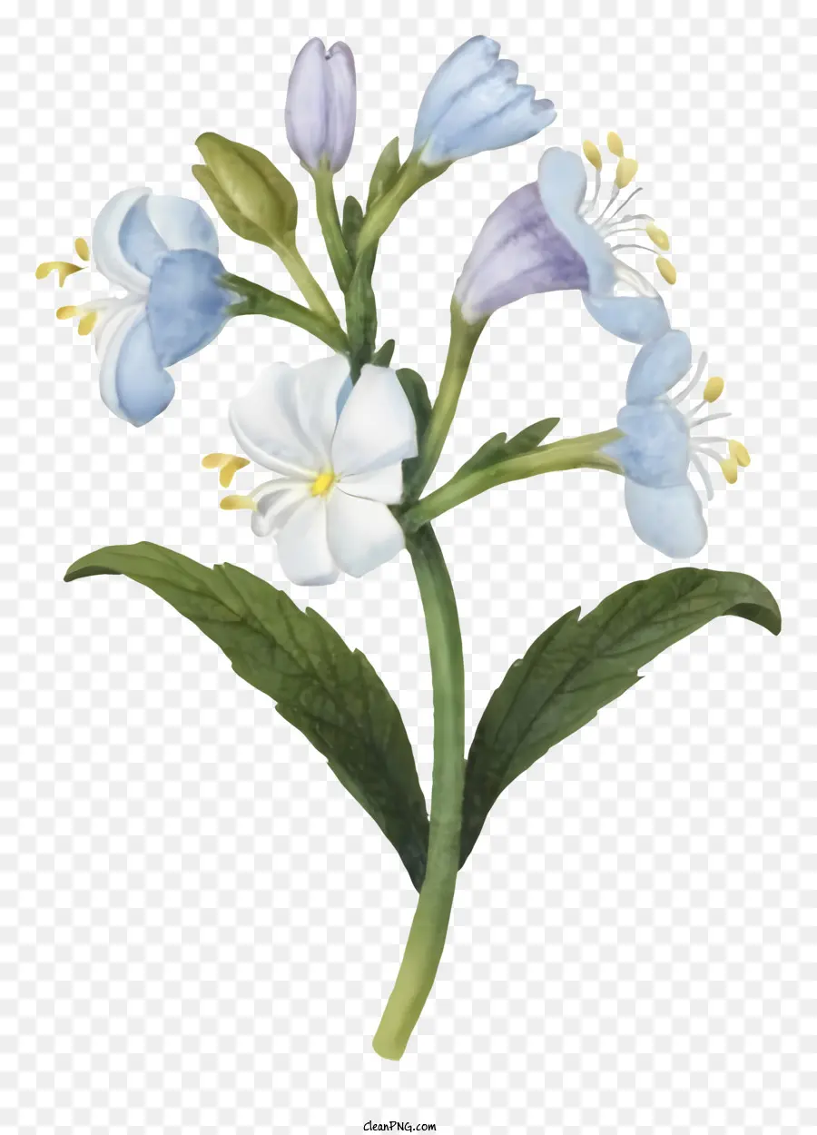 Blaue Blume - Realistische blau und weiße Blume auf Schwarz