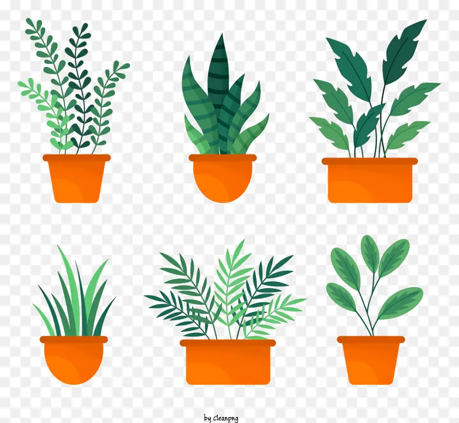 plant pots green leaves flowers group of plants black background