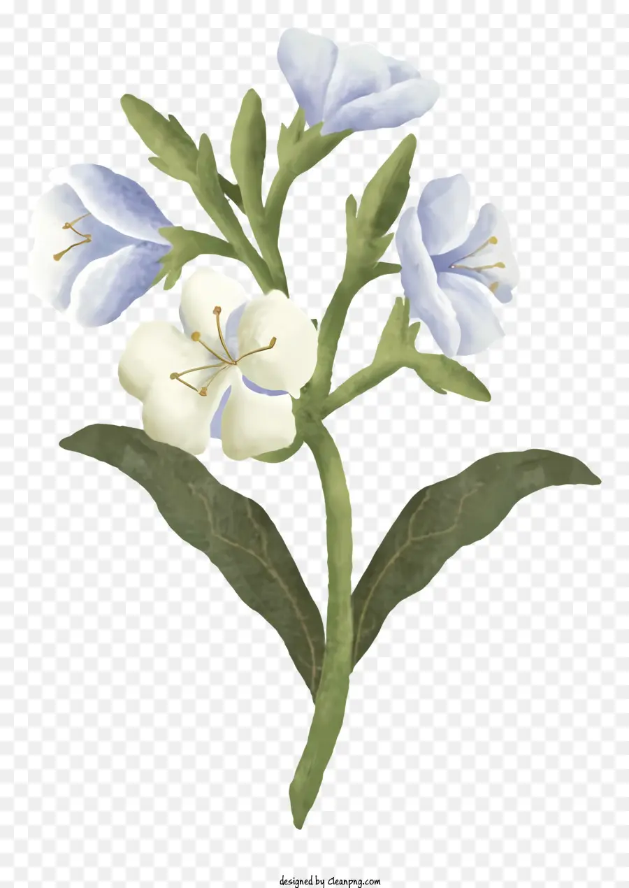 Wildblumen weiße und blumblütige grüne Blätter runder Formstamm mit langen Blättern - Wildblume mit weißen und blauen Blütenblättern, grüne Blätter