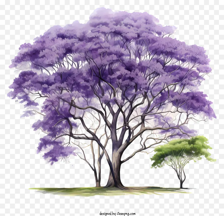 purple tree green leaves large leaves grass multiple branches