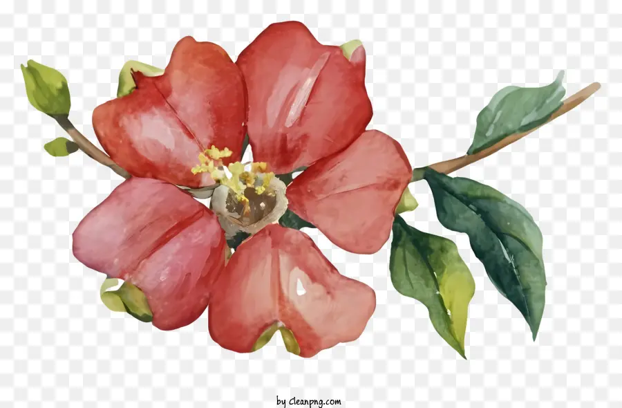 pennello - Pittura ad acquerello di fiore rosso su sfondo nero