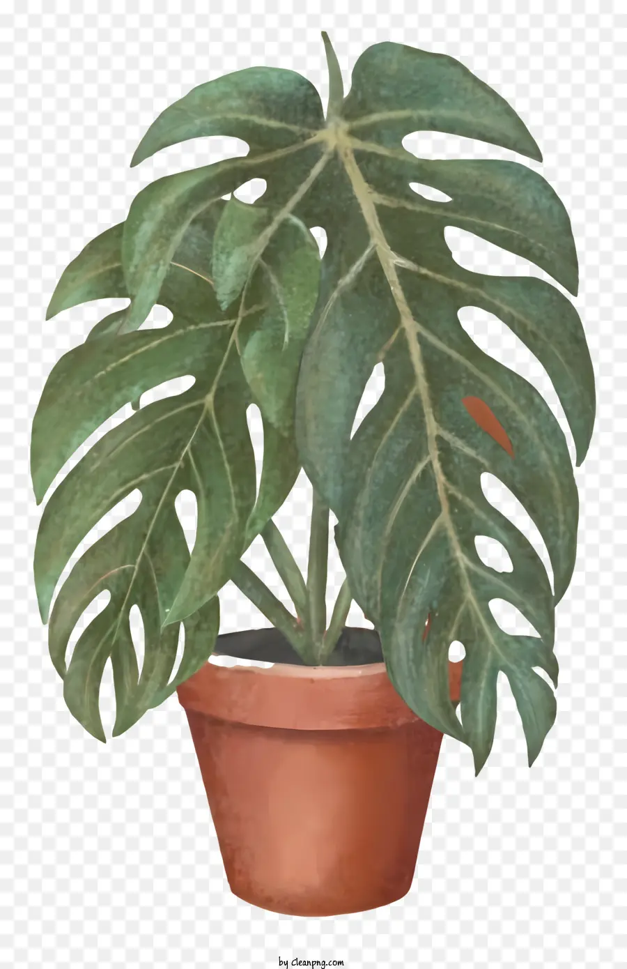 vene in ceramica vene per foglie verdi della pianta in vaso su foglie sane ben curate per la pianta - Pianta in vaso sana e ben mantenuta con foglie verdi