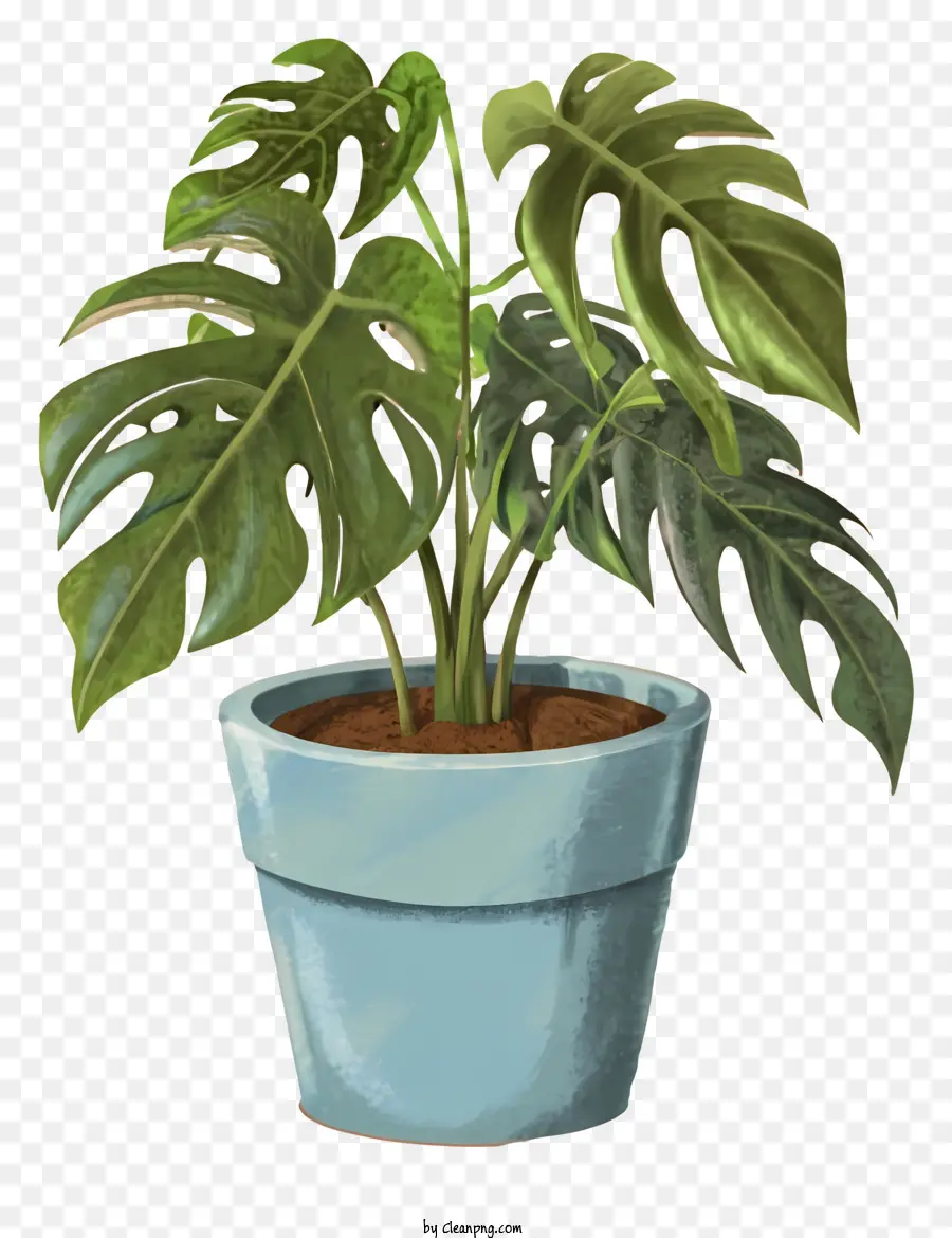 Große blaue Pflanze grüne Blätter Topf Schwarze Hintergrund dunkle tiefgrüne Farbe - Große, blaue Pflanze mit grünen Blättern im Topf auf schwarzem Hintergrund