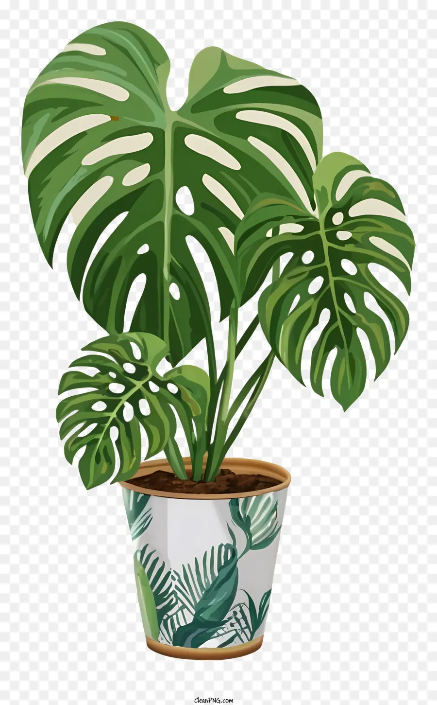 potted monster plant dark green leaves green stems white pot black accents