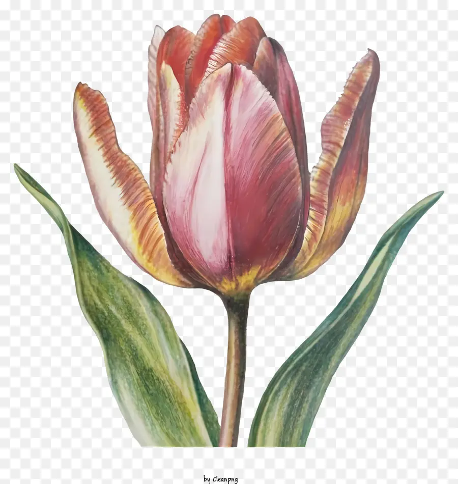 TULIP PINK TULIP FULL BLOSH ILLUSTRAZIONE REALISTICA DETTAGLI VIBRANTE - Illustrazione realistica del vibrante tulipano rosa in fiori