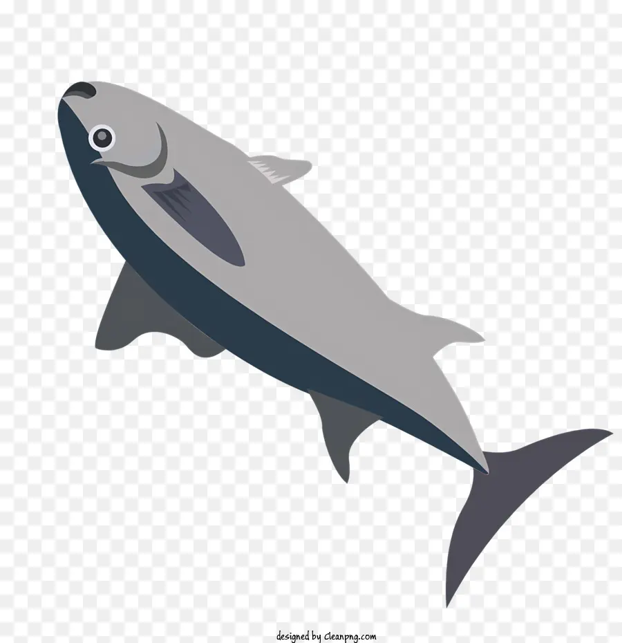 pesce grande pesce rotondo corpo occhi grandi pinne - Grande pesce dagli occhi tonda che nuota in acqua blu