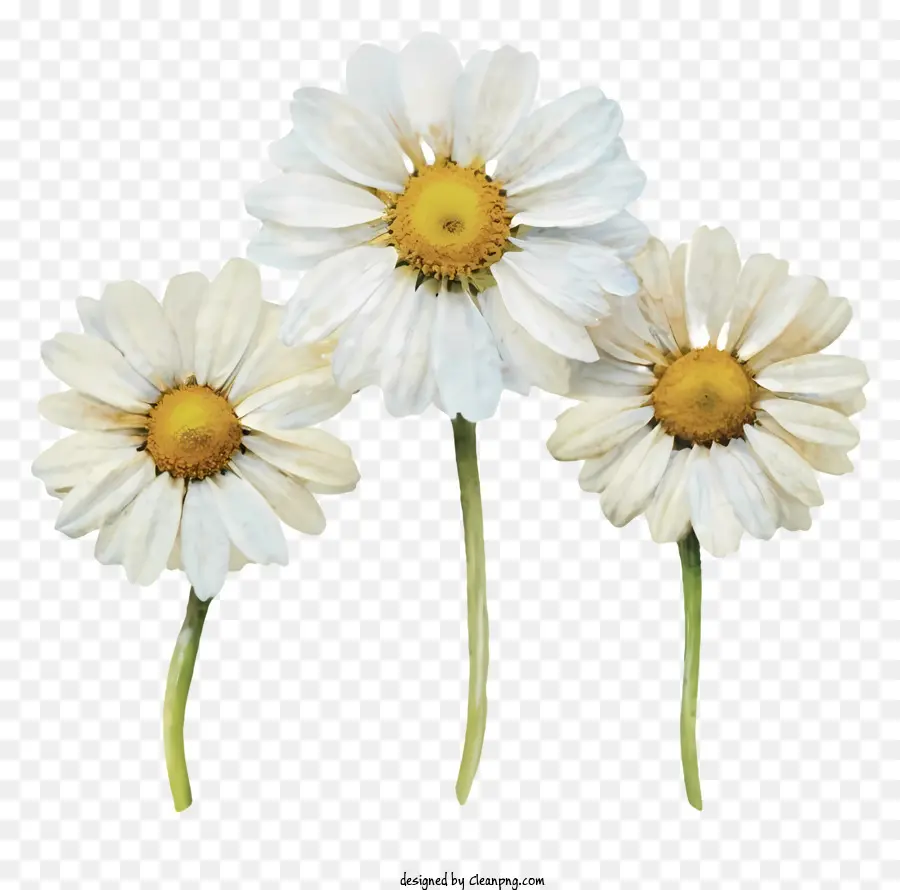 hoa cúc hoa màu trắng cúc trung tâm màu vàng đối xứng - Ba hoa cúc trắng đối xứng với các trung tâm màu vàng