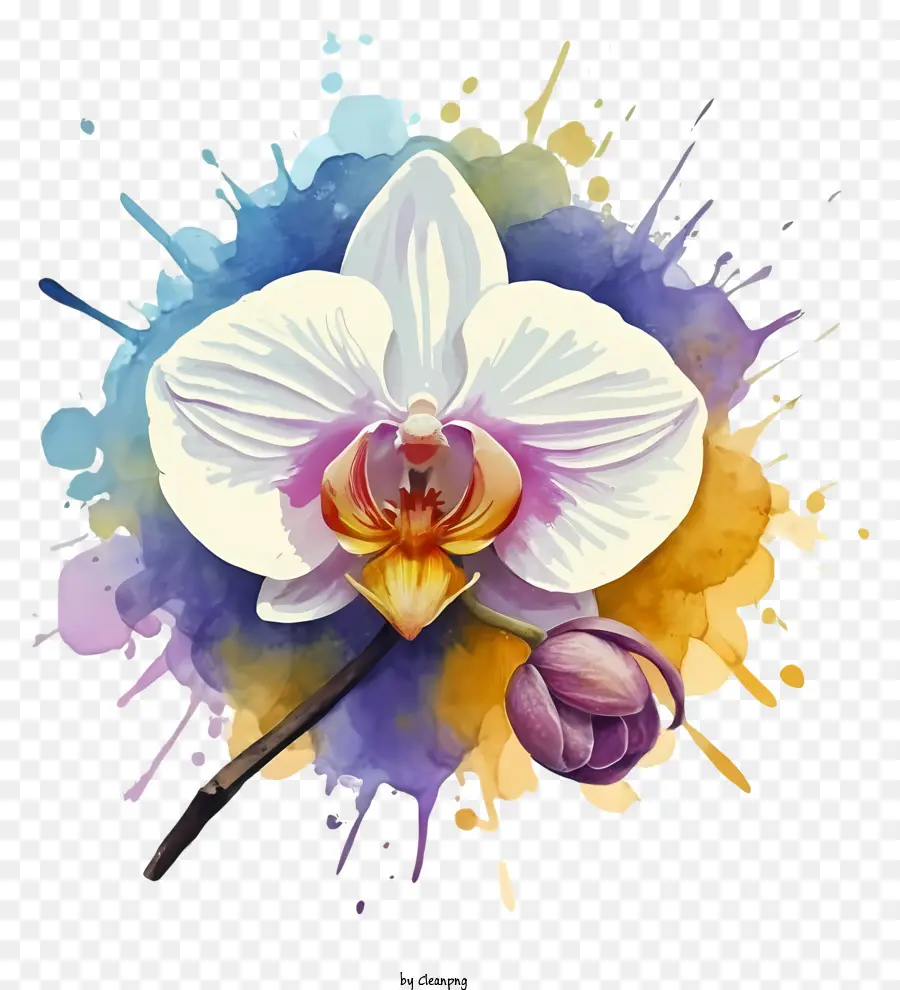 motivo floreale - Pittura ad acquerello di orchidea bianca con sfondo di schizzi