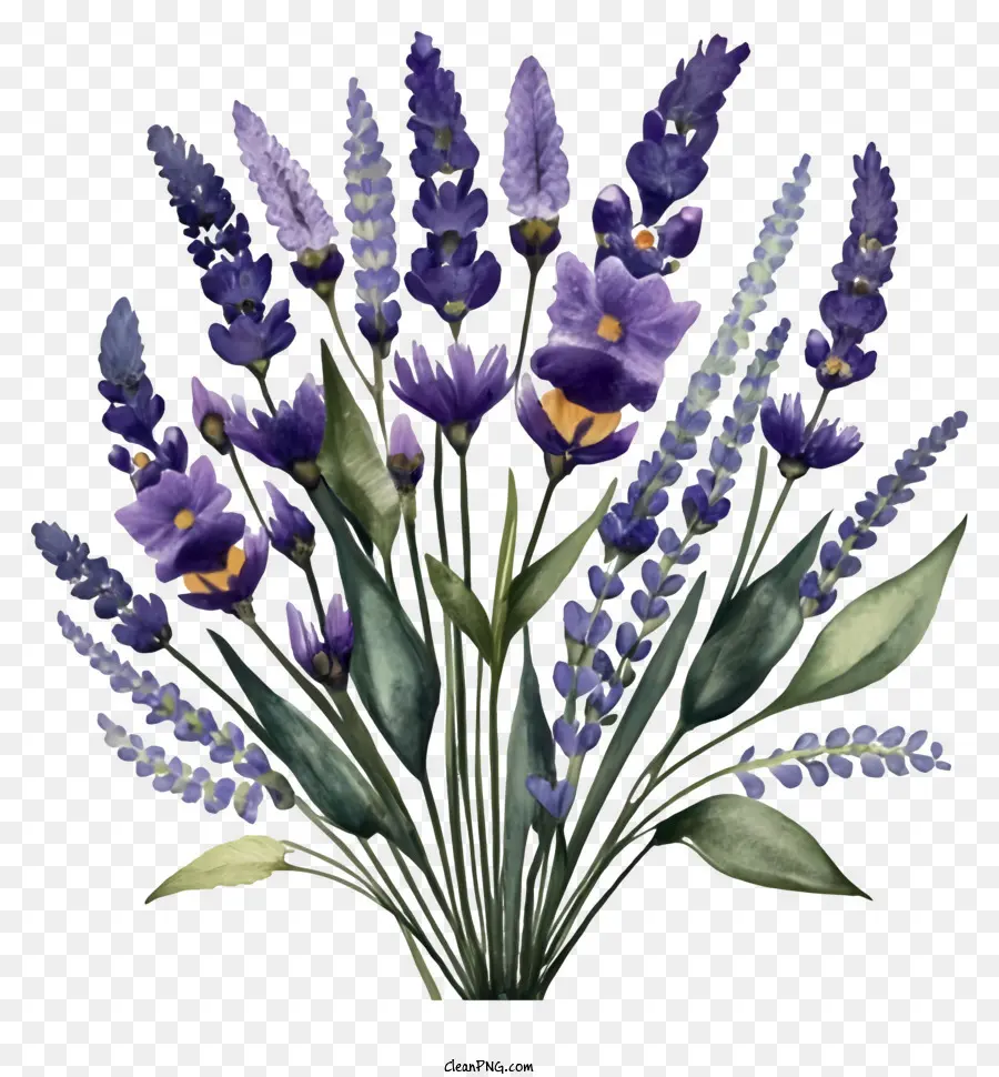 Lavendelblumen Bouquet Lavendelblätter Lavendelstiele kreisförmige Form - Lavendelblumen auf schwarzem Hintergrund, wunderschön arrangiert