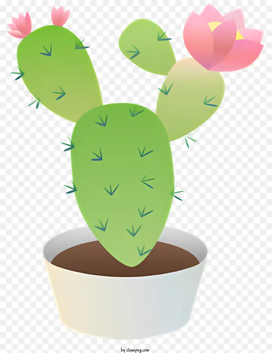 cactus plant white pot pink flowers black surface cactus with flowers