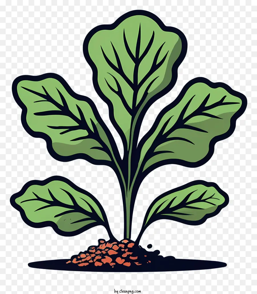 crescita della crescita delle piante coltivazione del suolo foglie di semi rossi produzione coltivata - Pianta verde con semi rossi che crescono sul terreno