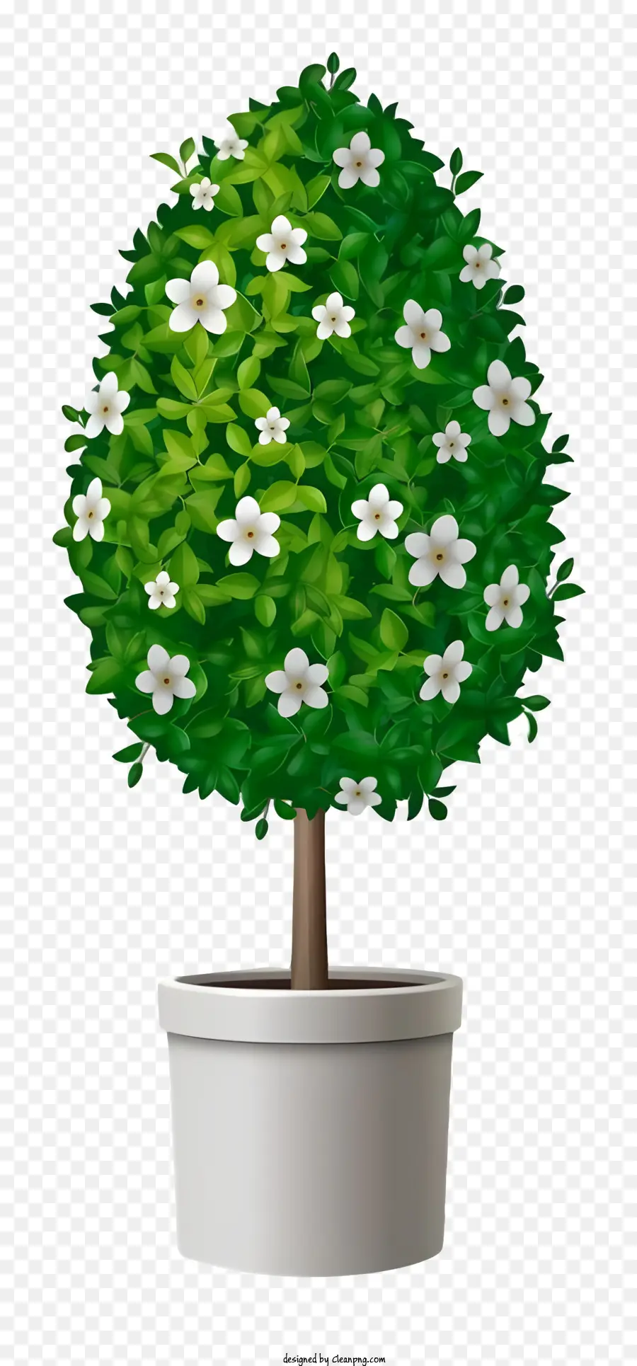 Topf Pflanze buschige Pflanze weiße Blüten dunkle Oberfläche Blätter - Kleine Topfpflanze mit weißen Blüten