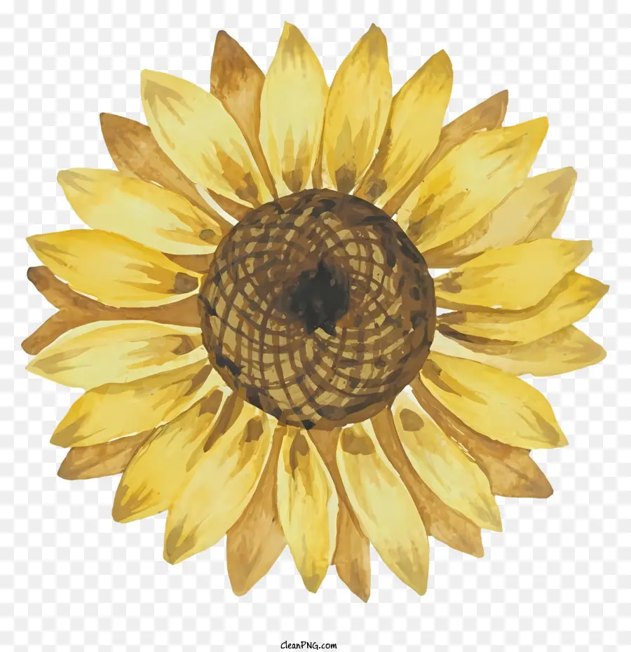 Sonnenblume - Nahaufnahme von leuchtend gelber Sonnenblumen auf Schwarz
