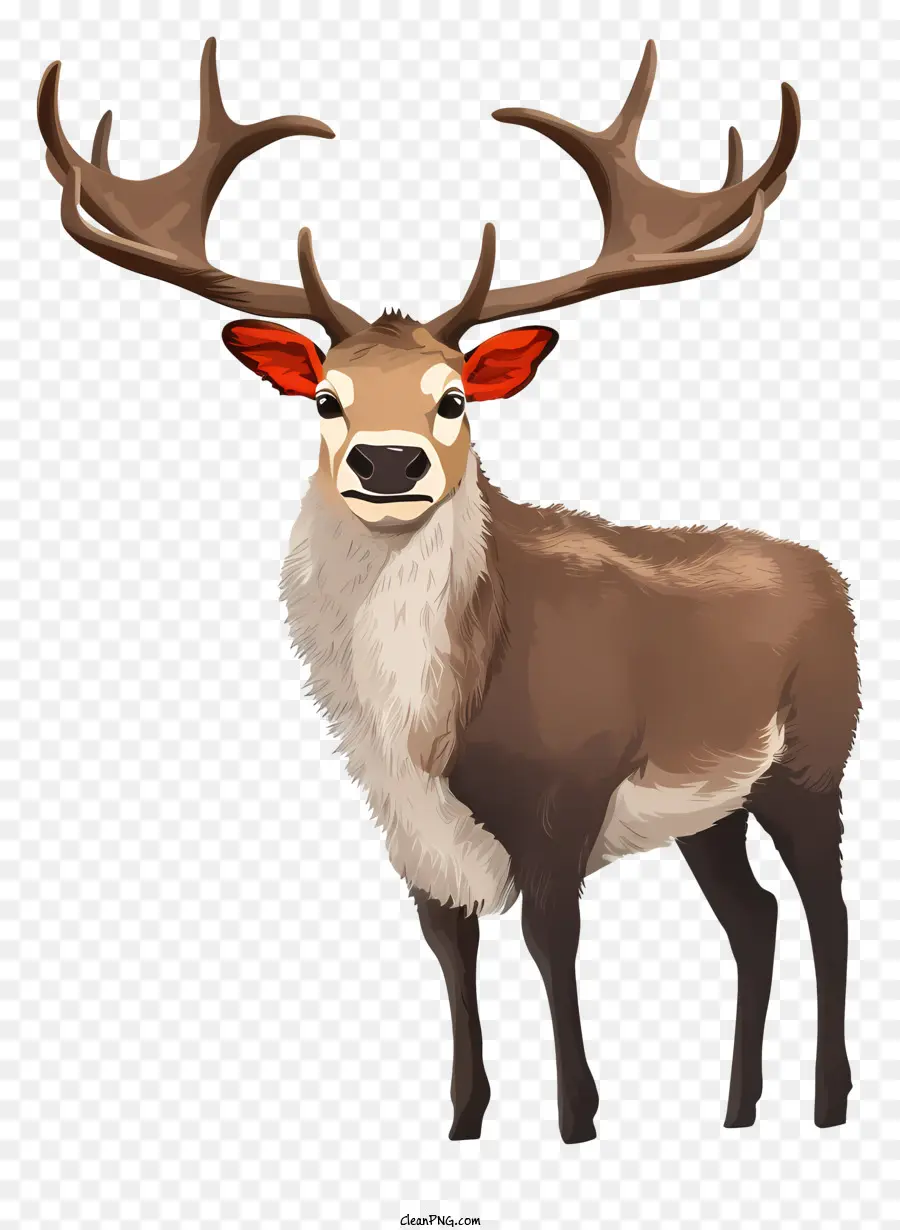 corna di cervo corna rossa pelliccia marrone in piedi cervo - Cervo marrone con corna grandi e naso rosso