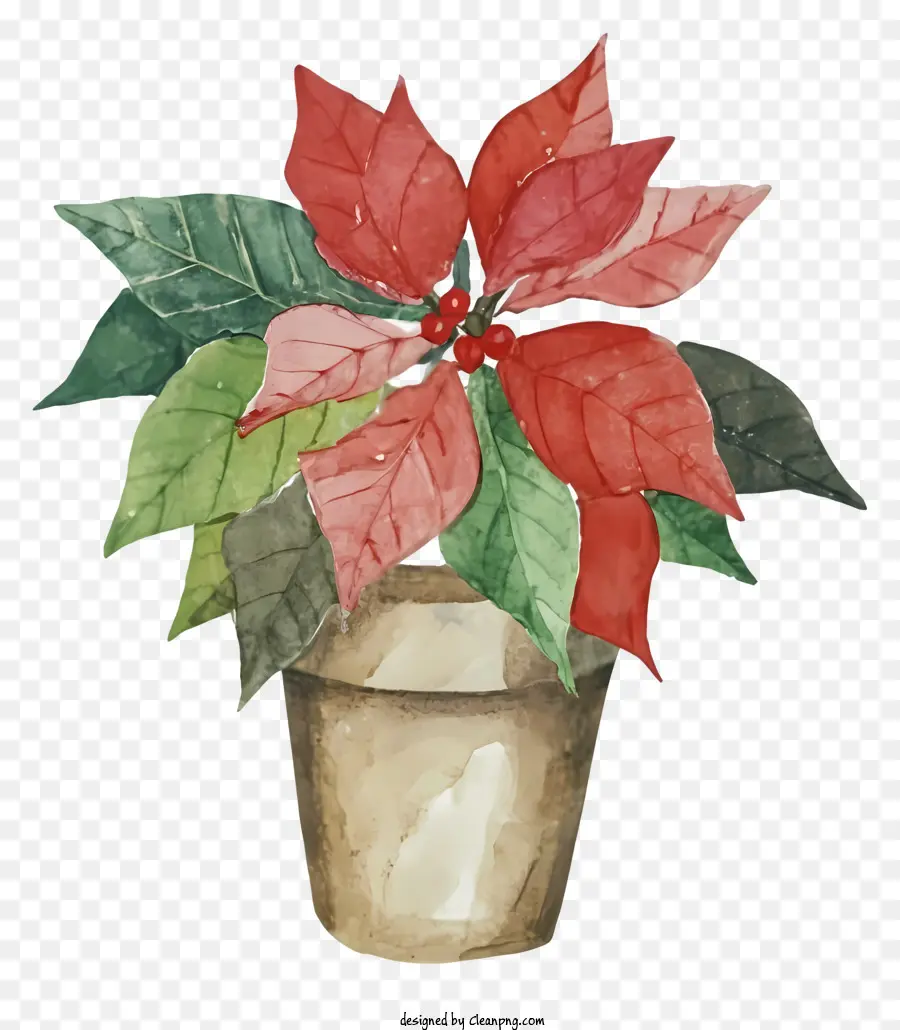 pittura ad acquerello Poinsettia pianta pentola nera sfondo rosso e verde foglie - Pittura festiva ad acquerello di pianta di stelle in pentola
