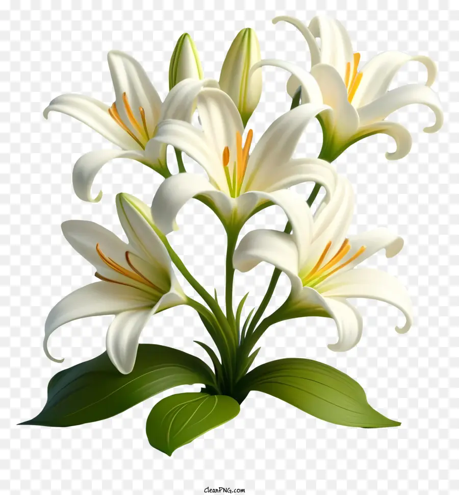 lilies white flowers full bloom black background single stem