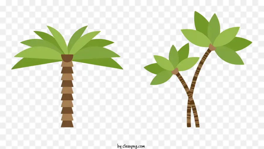 palme - Due palme alte con foglie verdi