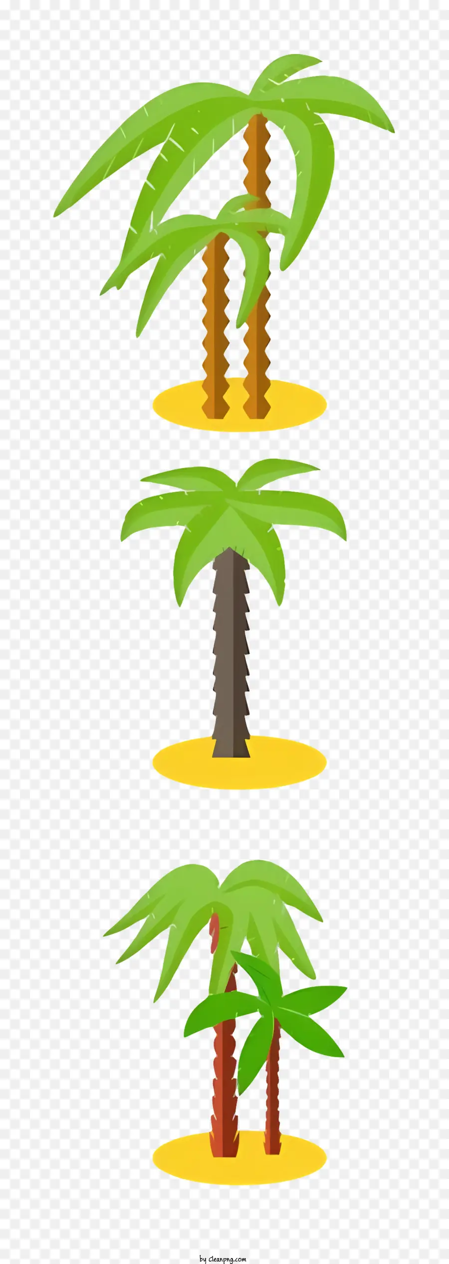 palme - Tre palme in diverse fasi dell'isola