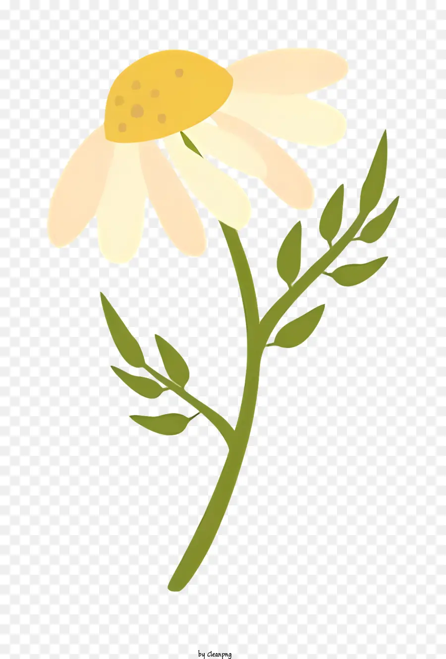 Daisy Pflanze weiße Blütenblätter gelber Zentrum Grün Stämme zwei Blätter - Weißer Gänseblümchen in transparenter schwarzer Vase