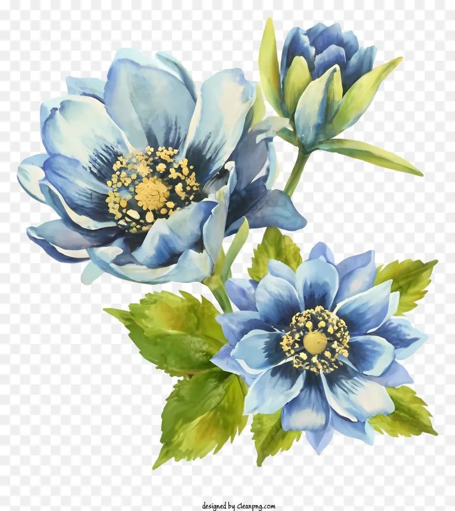 textur hintergrund - Aquarellmalerei von blauen Blumen auf schwarzem Hintergrund