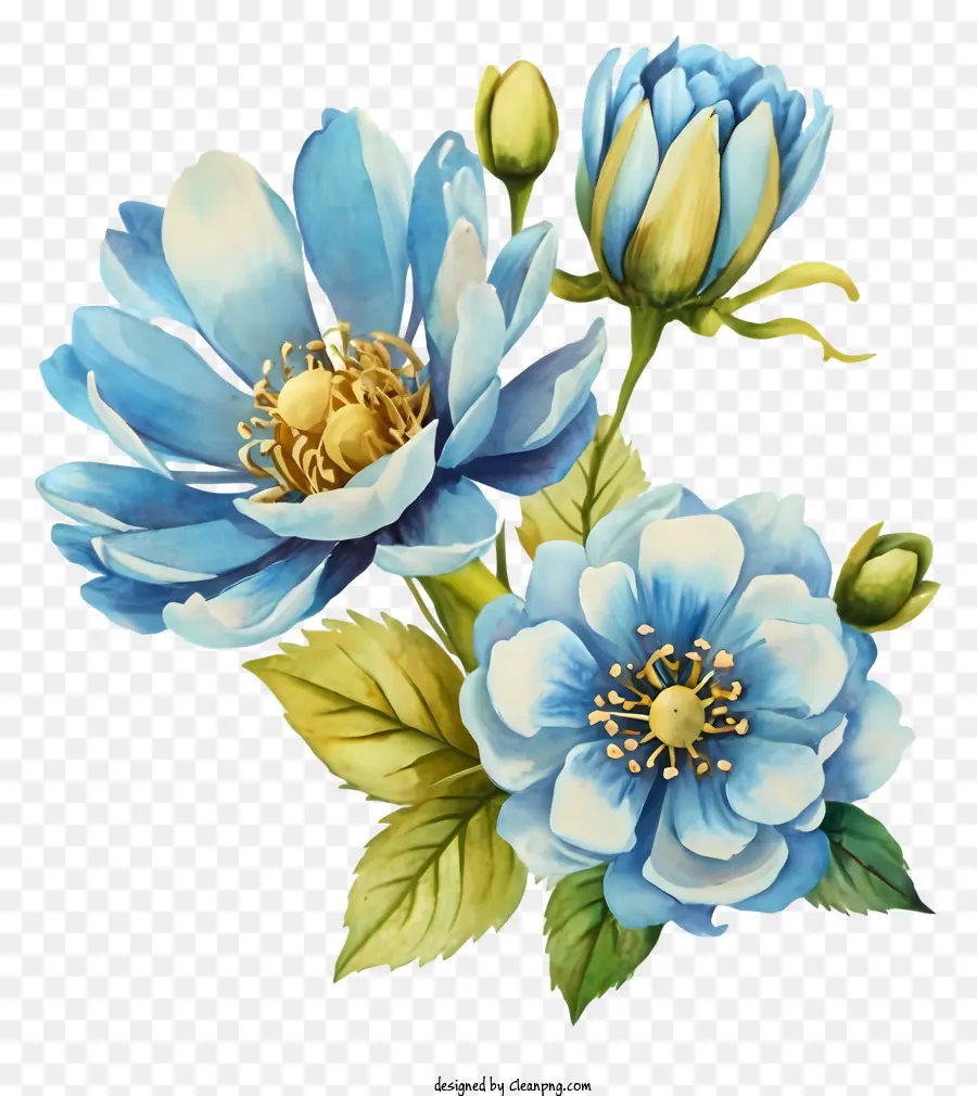 Bouquet blu bouquet cinque petali foglie centrali gialli centrali e stelo - Fiori blu vibranti con centri gialli su nero