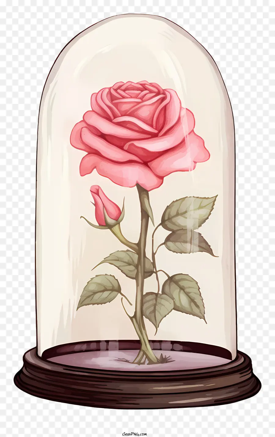 Rose - Rose im Glockenglas auf der schwarzen Oberfläche