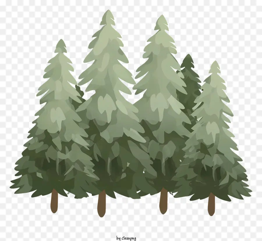 alberi di pino - Tre alti pini verdi su uno sfondo chiaro
