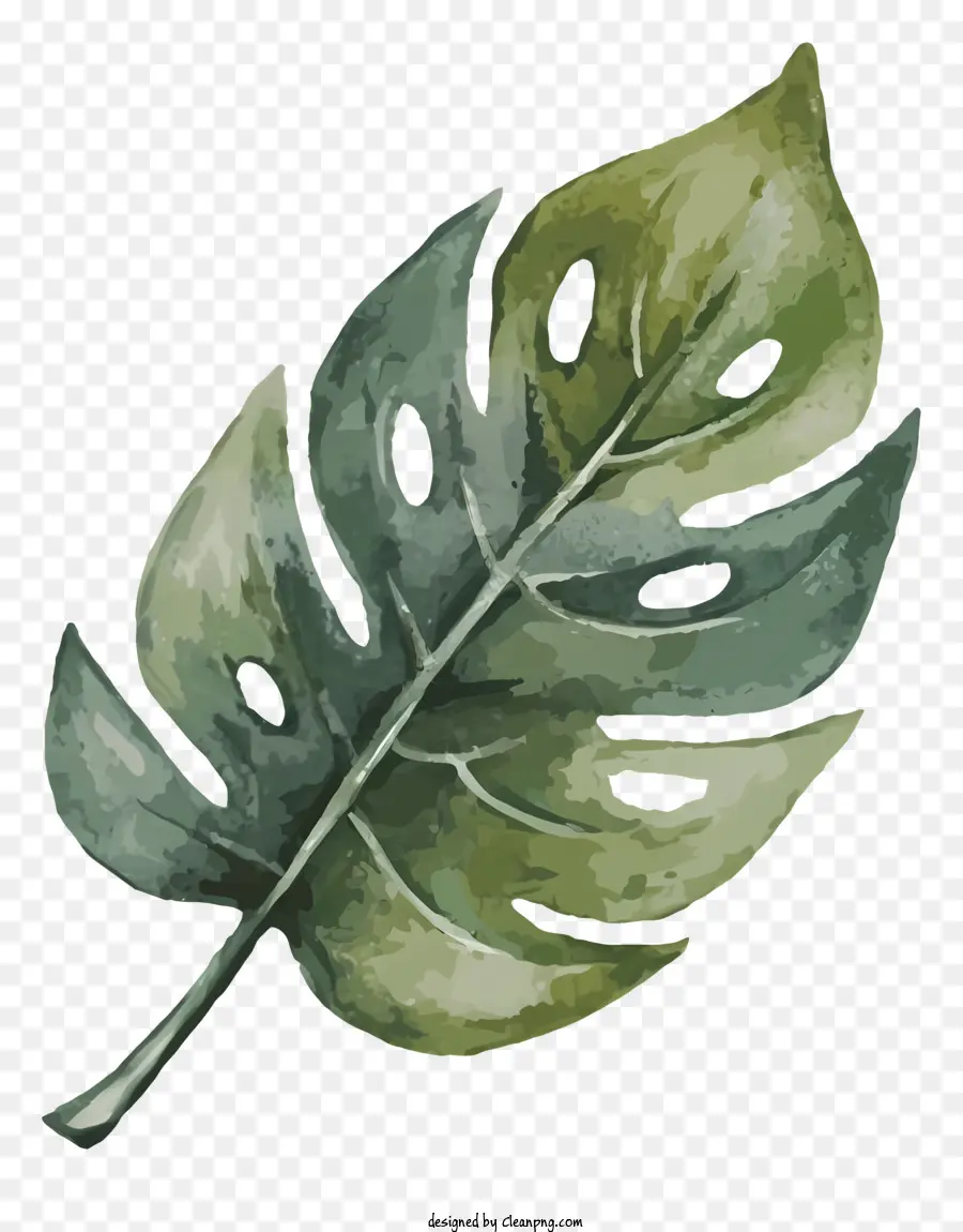 grünes Blatt - Grüner Monsterblatt mit Venen auf schwarzem Hintergrund