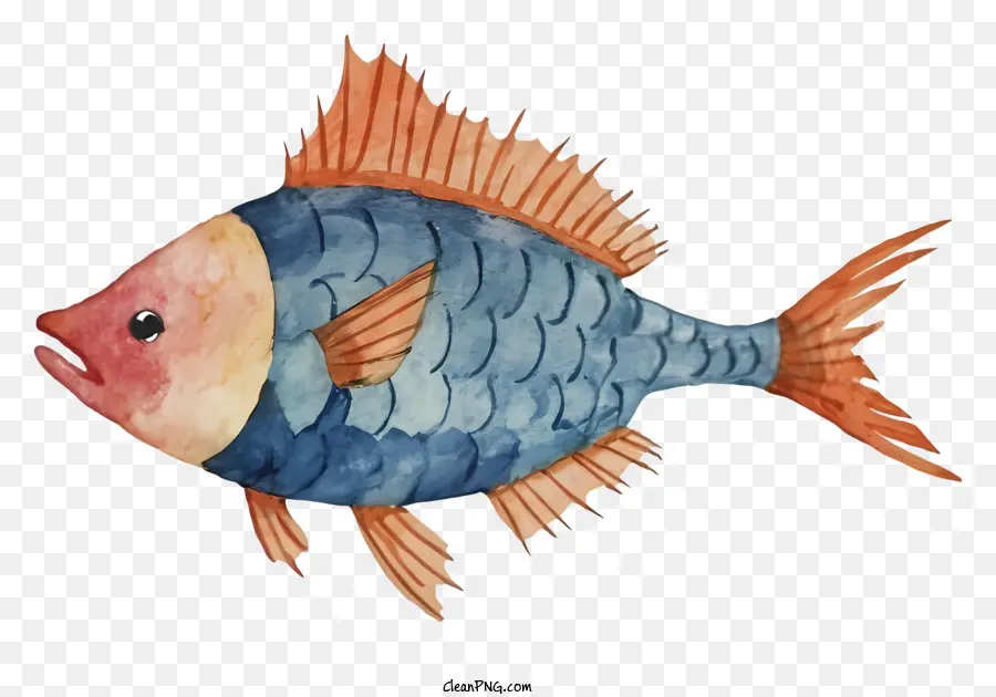 Blauer und Orange Fisch Rückenflosse Flossen großer Mund kleiner Kopf - Blauer und Orangenfische mit großer Rückenflosse