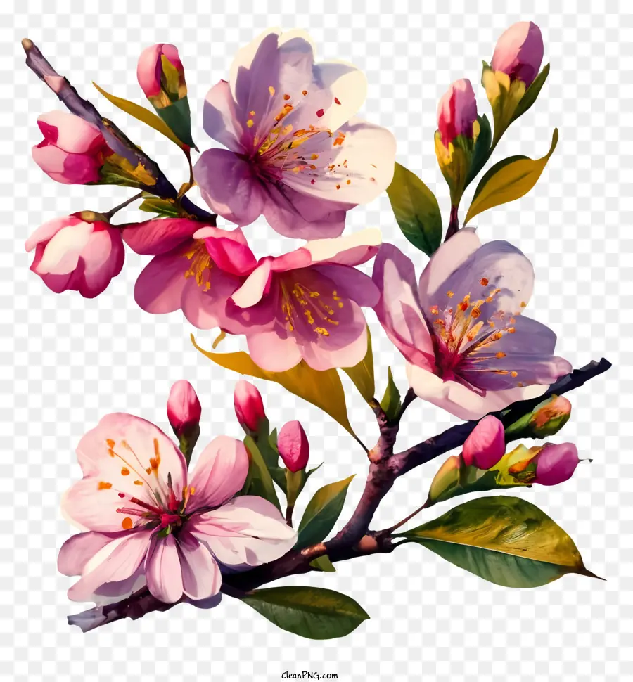 Frühlingsblumen - Ein Gemälde blühender Kirschblüten auf einem Zweig