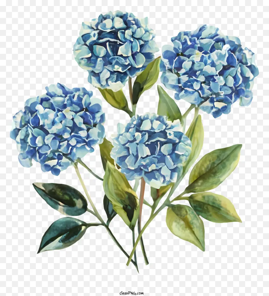 Blaue Hortensie Blüten grüne Blätter schwarzer Hintergrund blühen Blütenblätter - Blaue Hortensie Blumen blühen auf schwarzem Hintergrund