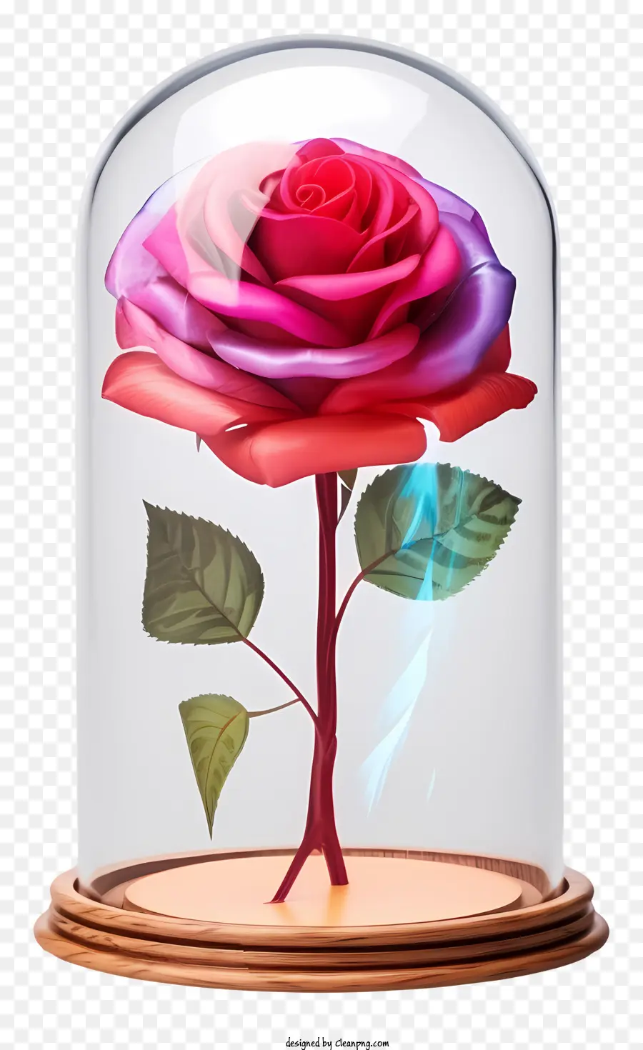 rosa rose - Transparente Glaskuppel zeigt rosa und rote Rose