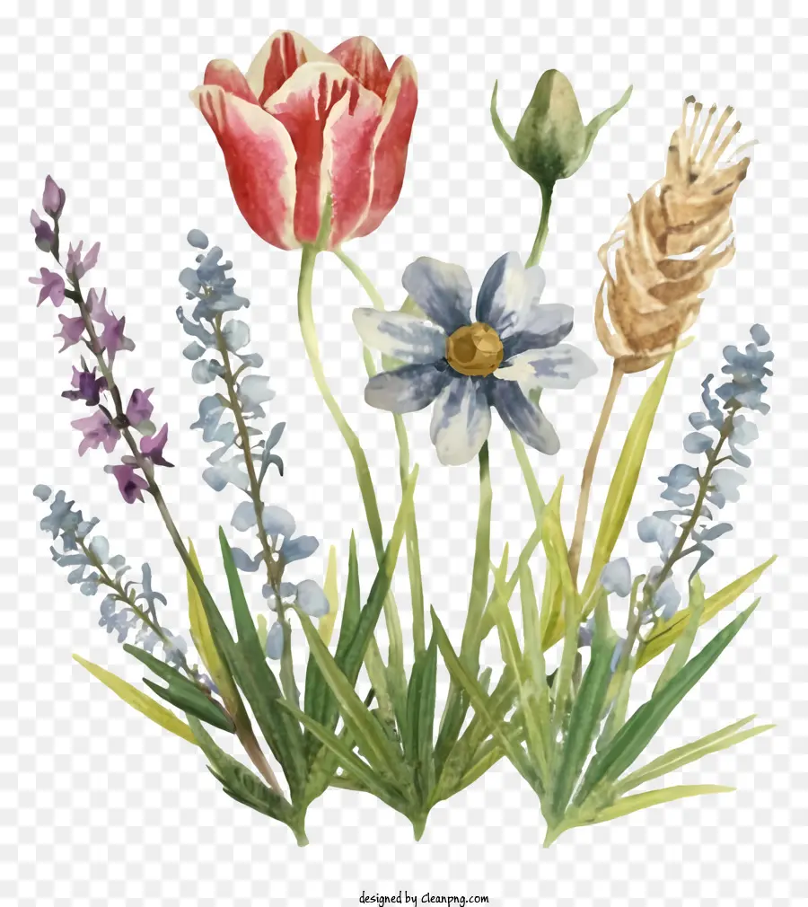 Tranh màu nước hoa hoa tulip hoa thủy tiên thân cây lúa mì - Bức tranh màu nước đầy màu sắc của hoa trên nền đen