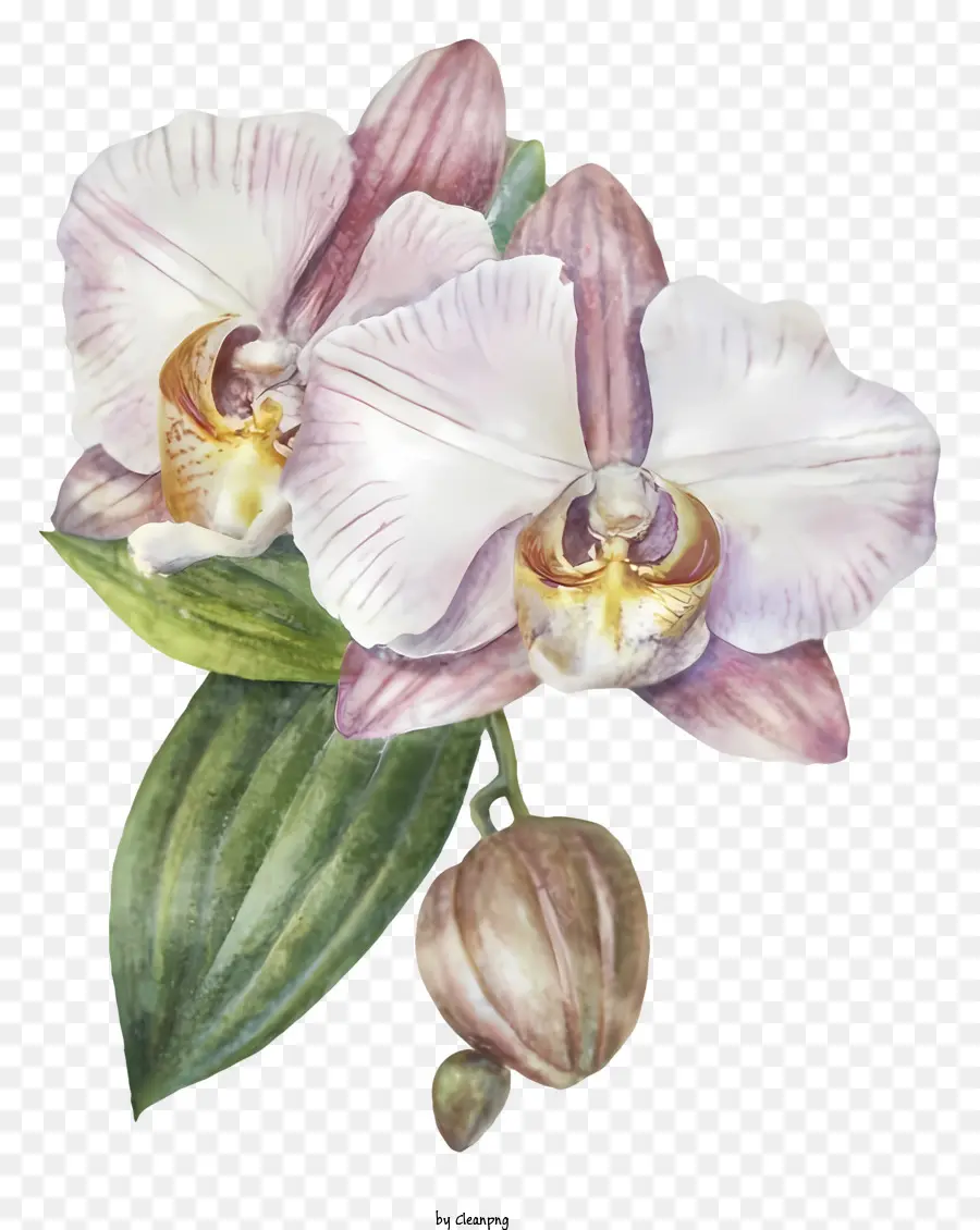 Orchidee, Blume - Große rosa Orchidee mit weißen Blumen und lila Zentrum